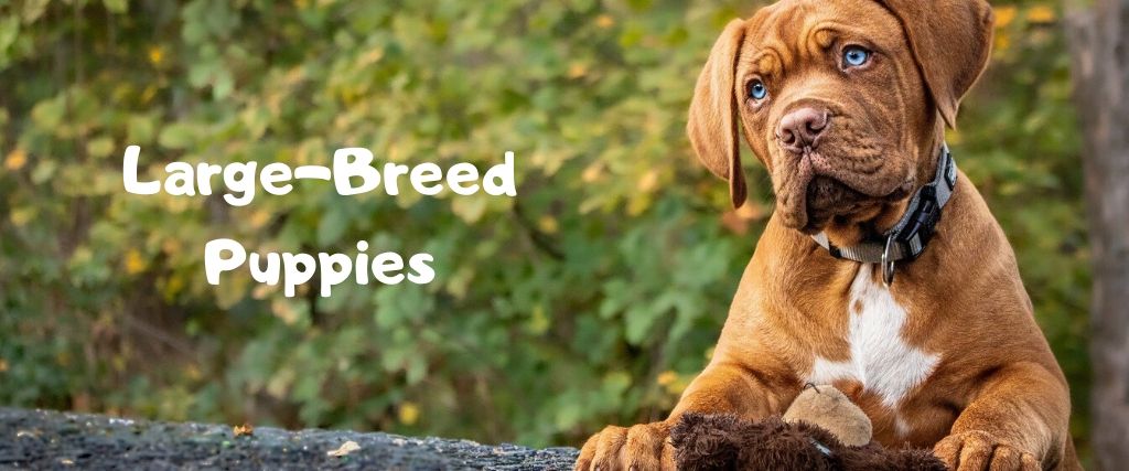 Large Breed Puppies