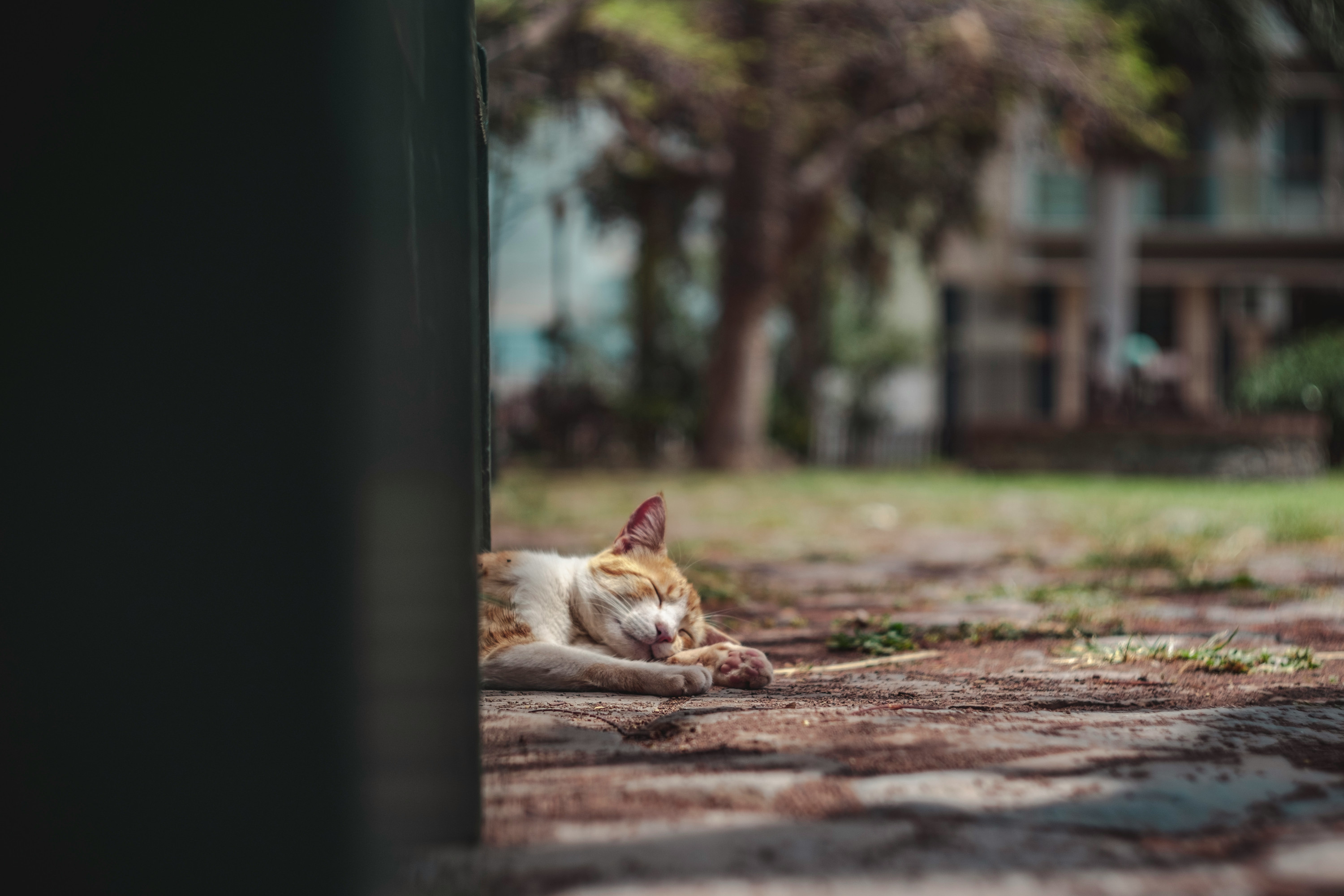 Summer Survival Guide: Essential Tips to Keep Your Pets Cool, Comfortable, Happy, and Safe
