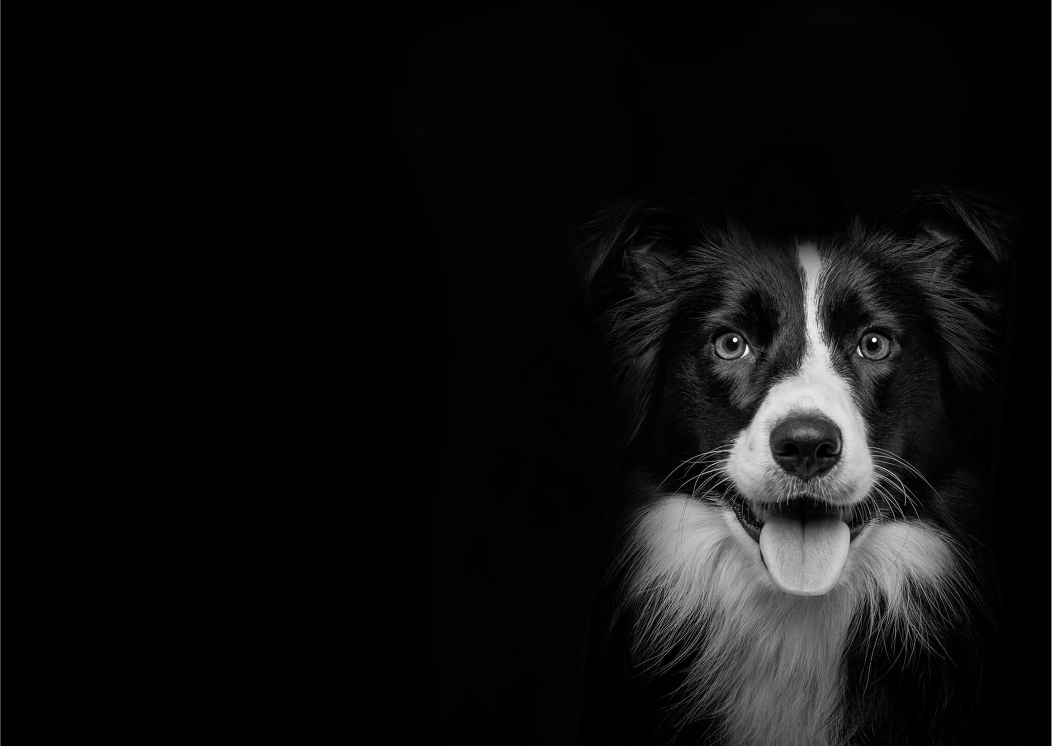 COTA Veterinary | Compassionate Pet Care in Richmond, VA near Short Pump Mall – Wellness, Surgery, & Urgent Care