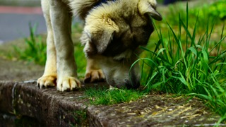 Dog and Grass