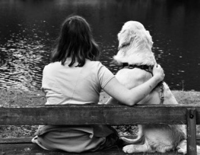 What is Animal Chiropractic Care?