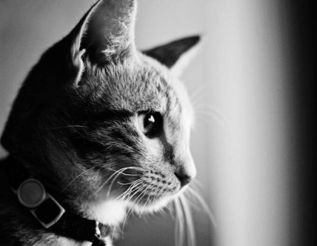 Feline Fashion Police: Why Monthly Flea, Tick, and Heartworm Prevention is a Must!