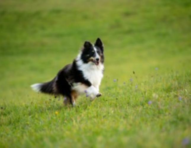 Why Do Dogs Eat Grass? Insights from a Veterinarian