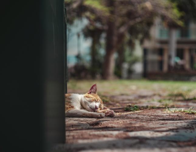 Summer Survival Guide: Essential Tips to Keep Your Pets Cool, Comfortable, Happy, and Safe
