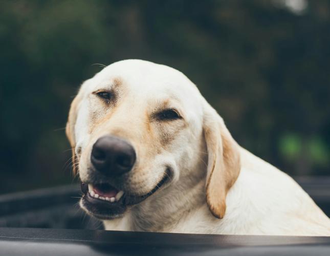 How to Maintain Your Pet's Overall Well-Being: A Guide to Mental and Emotional Health