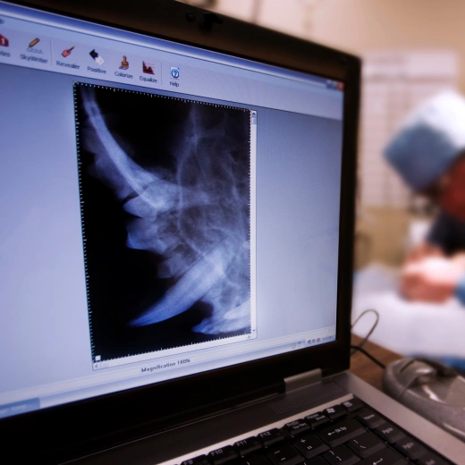 Pet Diagnostics care in Richmond