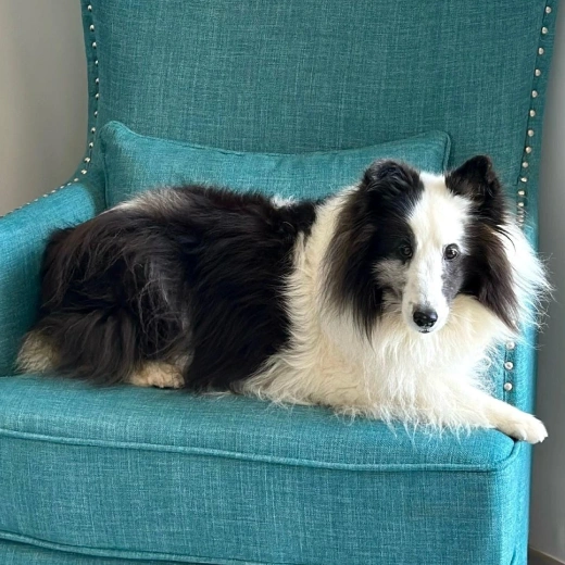 Veterinary Services For Dogs