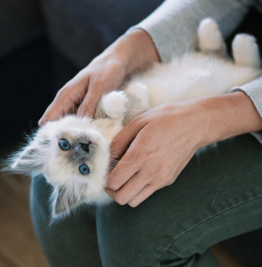 Pet Chiropractic Services in Richmond