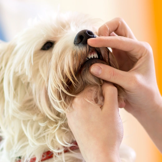 Pet Dental Care in Richmond
