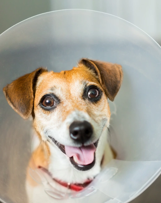 pet Surgical care in Richmond