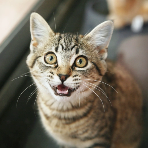 Pet Wellness Preventative Care in Richmond