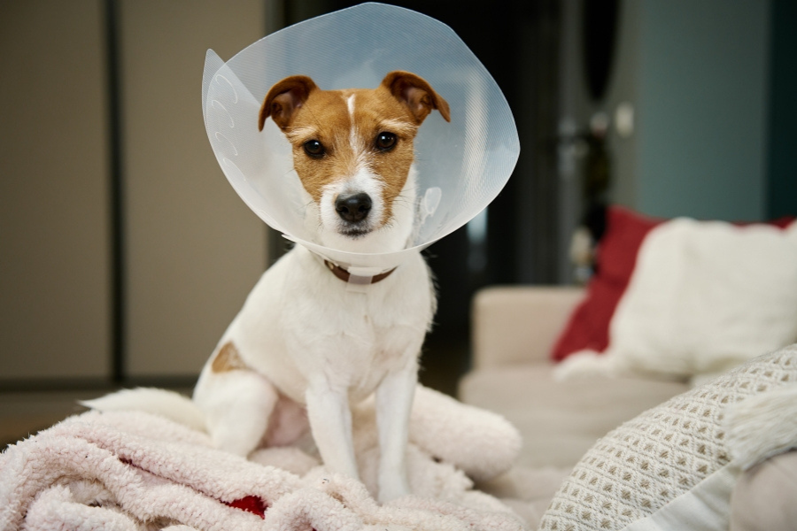 Care for Pet After Surgery