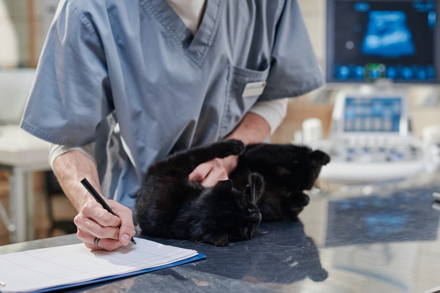 Regular Vet Checkups