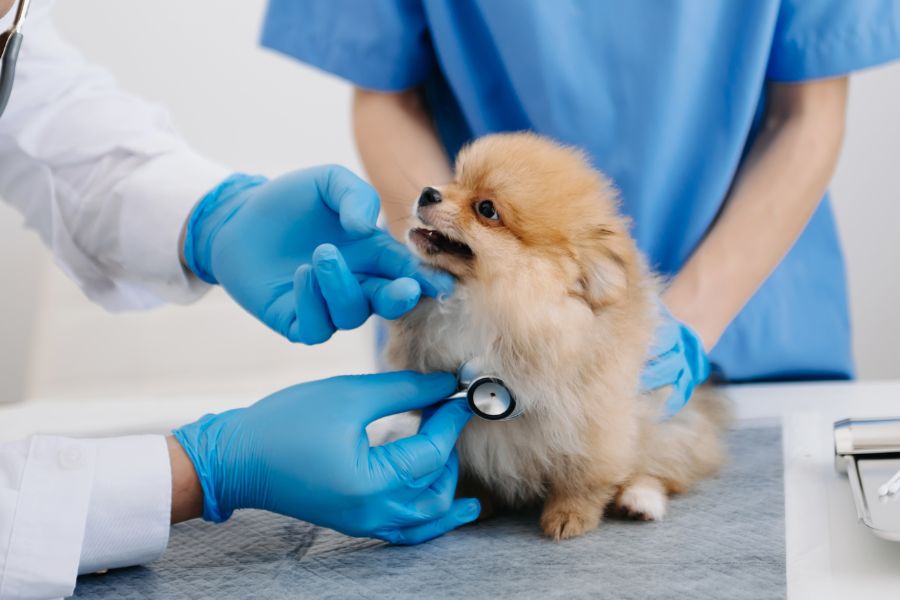 common pet health issues Richmond