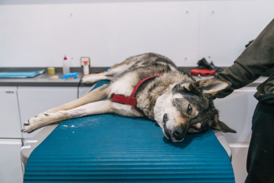 best animal hospital near you
