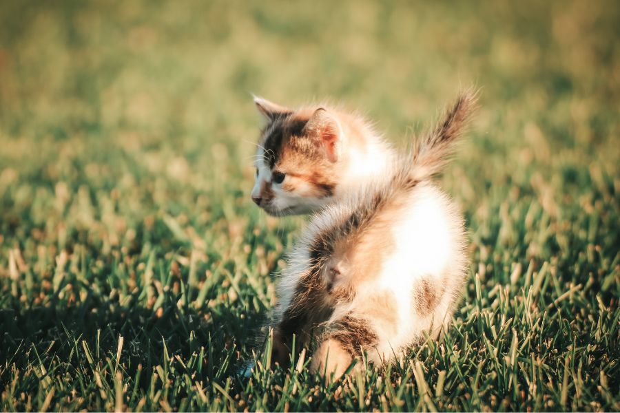 cat broken tail treatment