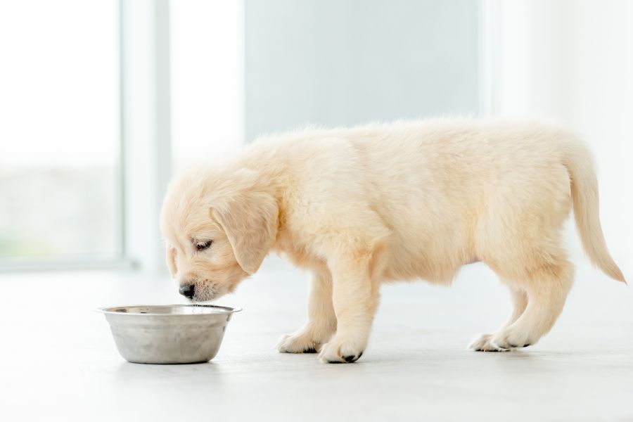 best food for puppies