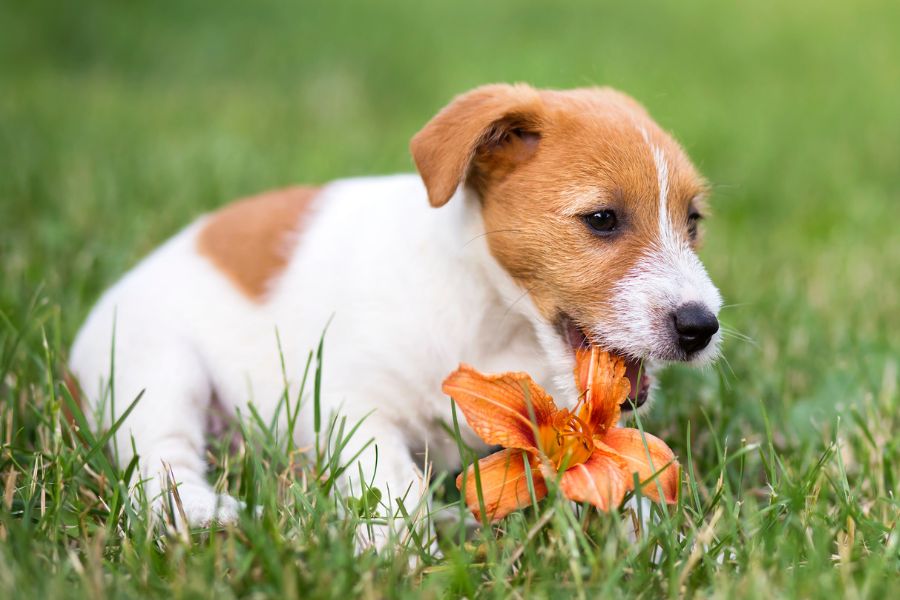 lily poisoning in dogs