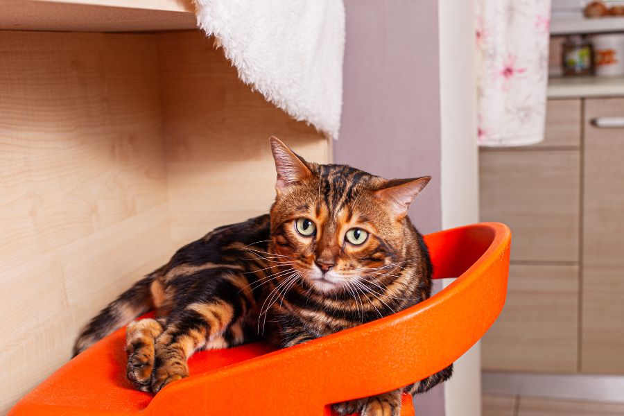 pet weight loss symptoms