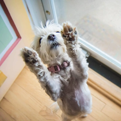 Dog Chiropractic Services