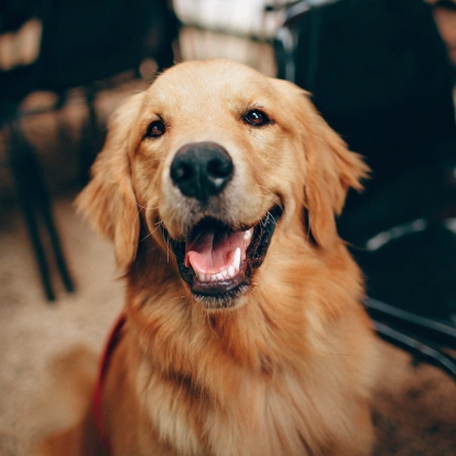 Dog Dental Services