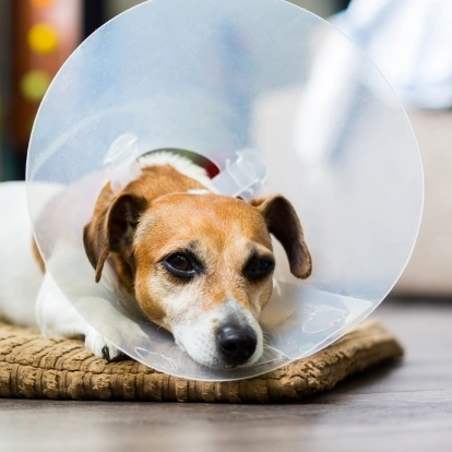 Dog Surgical Services