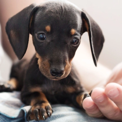 Dog wellness Care