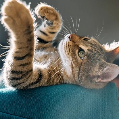 Dog  Chiropractic Services