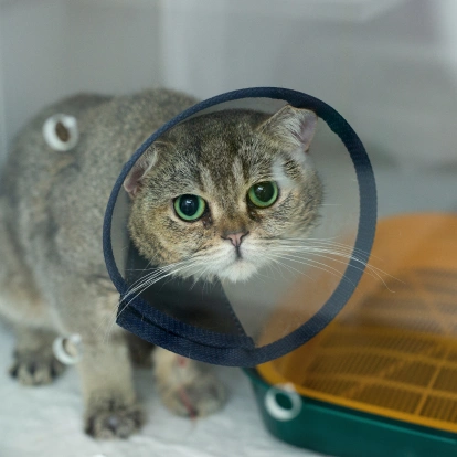 Dog Surgical Services