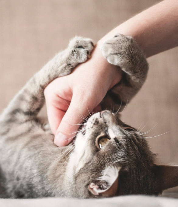 Cat Chiropractic Services