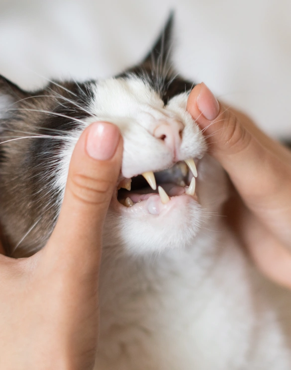 Cat Dental Services