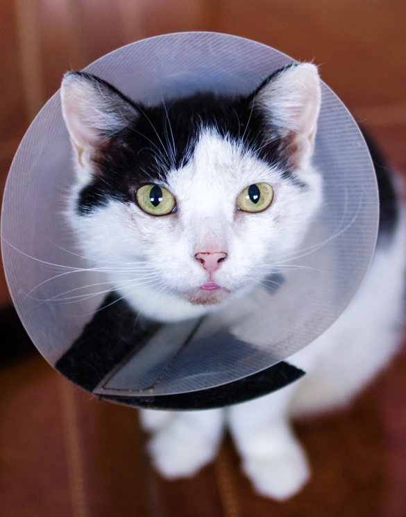 Cat Surgical Services