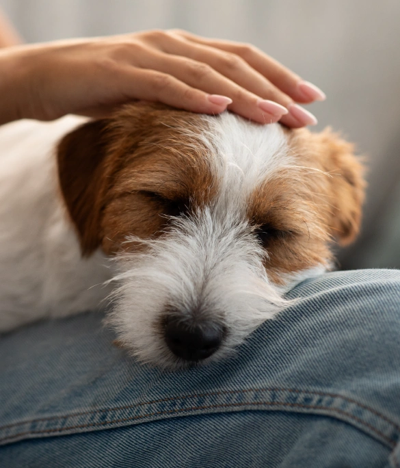 Dog Chiropractic Services