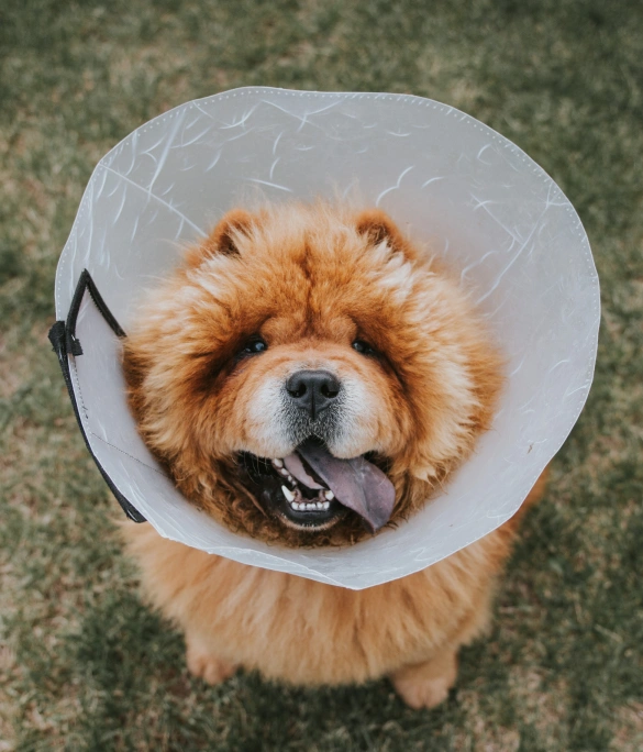 Dog Surgical Services