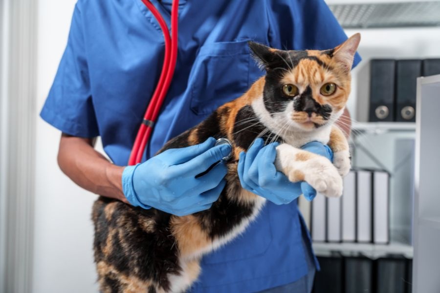 early pet diagnostic care
