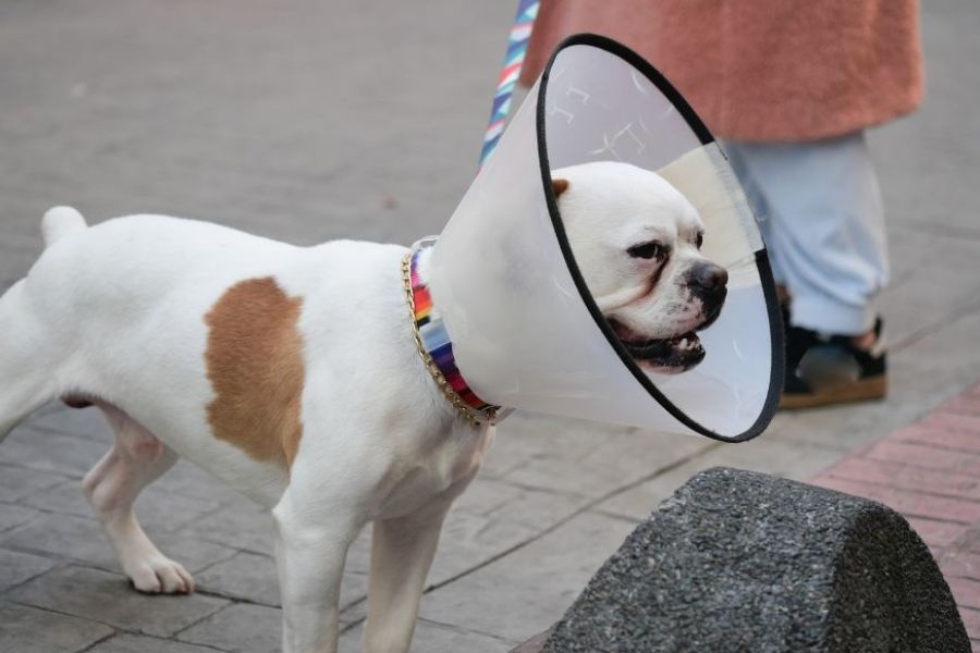 signs of heatstroke in dogs and cats