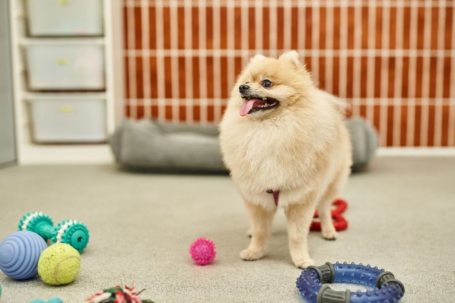 vet recommended toys for active dogs