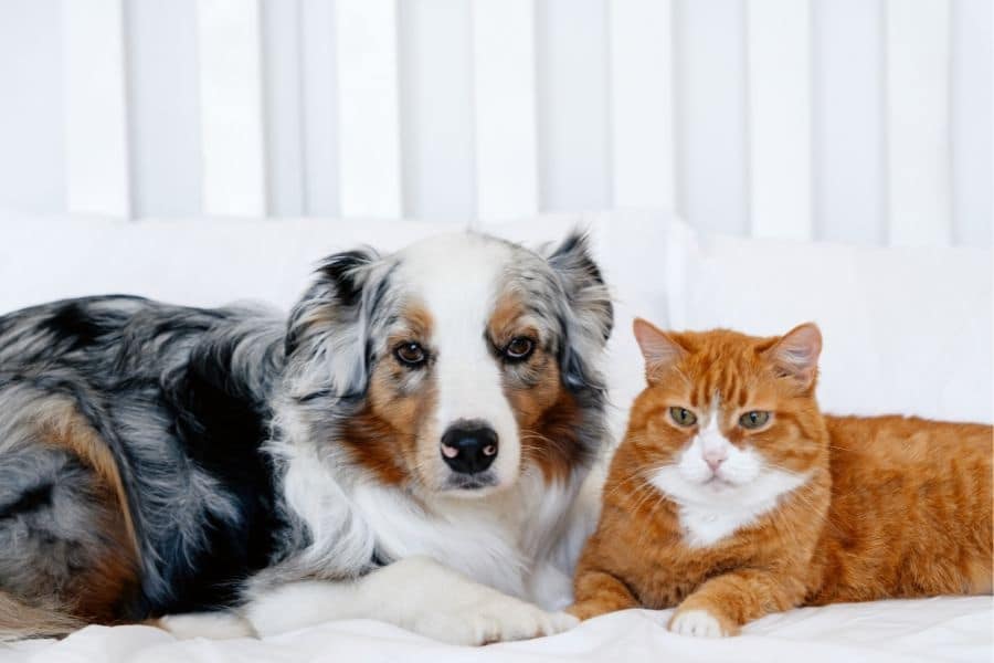 pet owners need to know urgent vet
