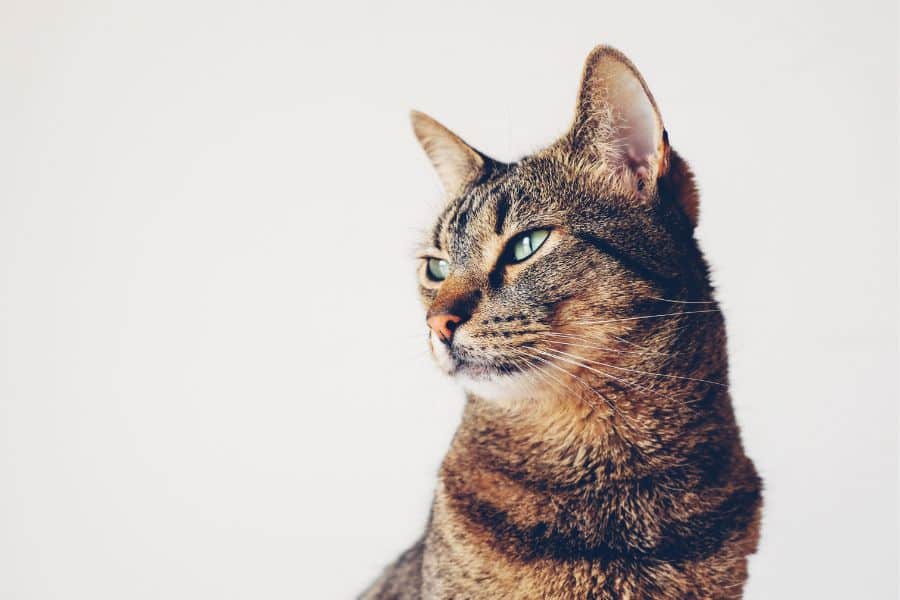 urgent care cats symptoms more serious